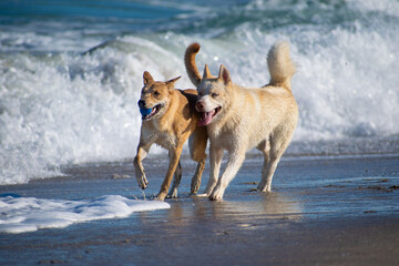 Dogs playing at the beach