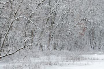 Winter landscape of the snow flocked shoreline of Warner Lake, Michigan, USA