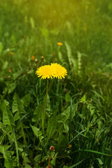 Top view of two yellow dandelions in green grass against. Concept of hello summer, recreation, nature bonding.
