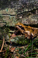 frog in the forest on moss and rocks