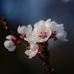 Fototapeta na wymiar Close-up of an apricot blossom on a blue background.
