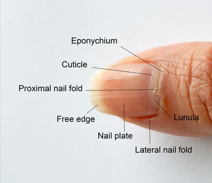 Finger Nail Anatomy Stock Photos - 3,821 Images | Shutterstock