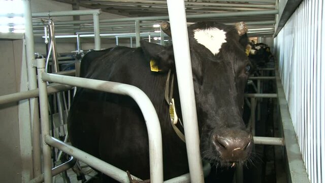 A cow with a tag on the ear. Cowshed at a dairy factory