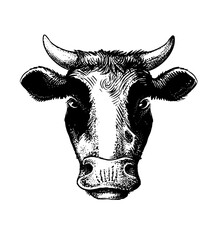 Cow head black on white sketch style