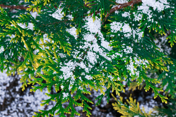 Green plant in the snow in the early morning
