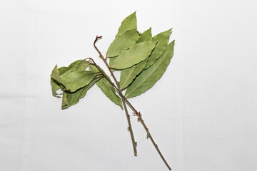 Dried bay leaf on white background