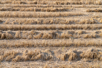 Straw in the rice field after the harvest season.