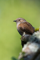 Dunnock