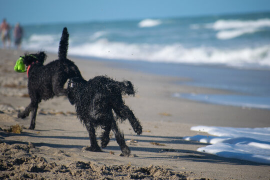 Dogs playing at the beach
