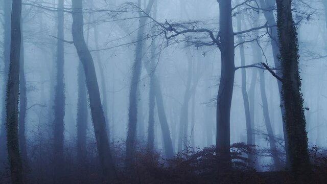 Beautiful nature shot of amazing landscape scenery of trees in a woods, woodlands in foggy misty blue weather, thick fog and mist mysterious atmospheric haunted spooky halloween scene, England, UK