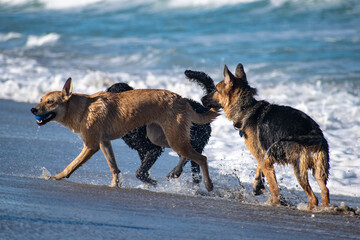 Naklejka premium Dogs playing at the beach