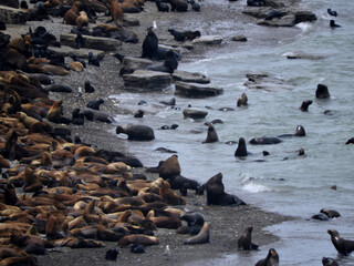 Lobos marinos de un pelo descansando en la oriila de la playa