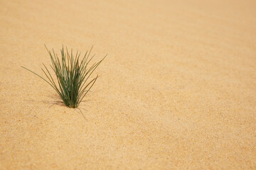 Green grass growing in sandy desert on sunny day. Space for text