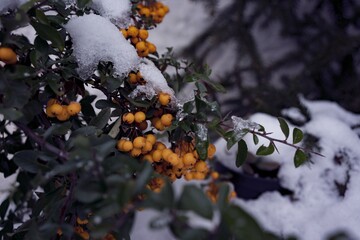plant in the snow