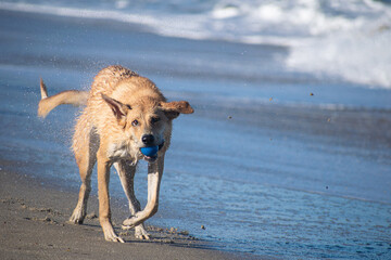 Fototapeta na wymiar Dogs playing at the beach