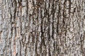 Old tree bark texture background