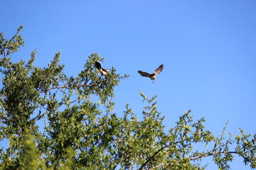 birds dancing