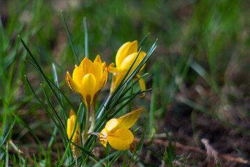 crocus - one of the first spring flowers