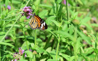 View of colorful flowers growing in garden