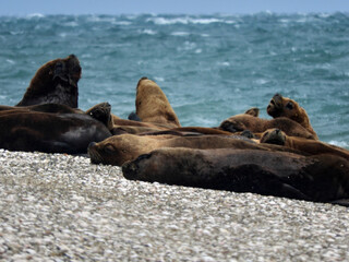 Lobos marinos de un pelo descansando en la oriila de la playa