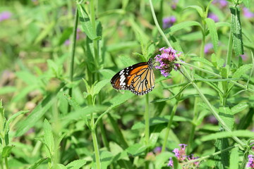 View of colorful flowers growing in garden