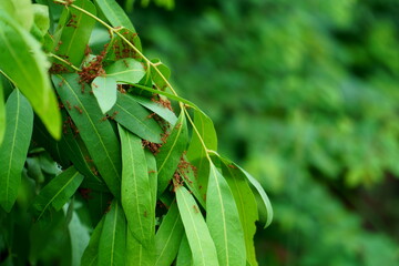 ant on a green leaf