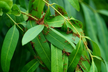 ant on a green leaf