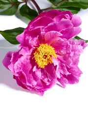 Beautiful pink peony flower over white background