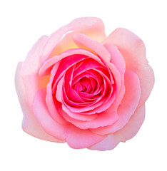Fototapeta premium pink rose isolated on white background