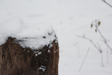tree trunk in winter snow