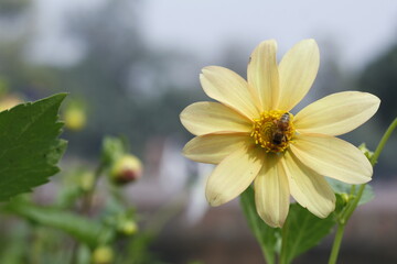 bee on a daisy