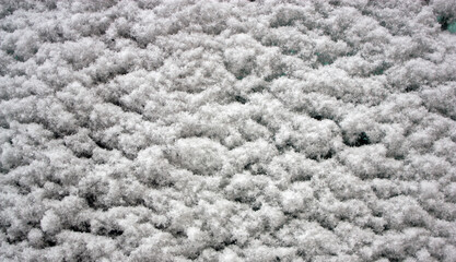 Car window covered with fluffy snow after blizzard. January weather conditions.