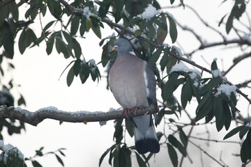 Woodpigeon perched in a snow covered tree in a garden, United Kingdom