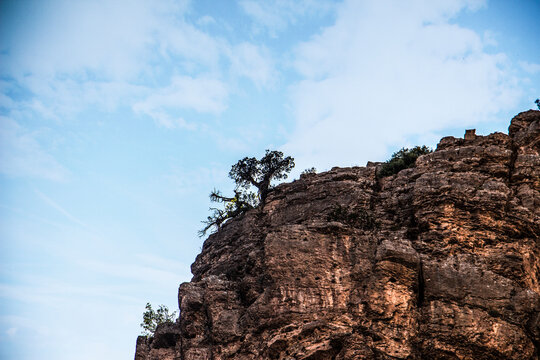 lonely tree above the hill [ tree at the edge of a cliff ] - Powered by Adobe