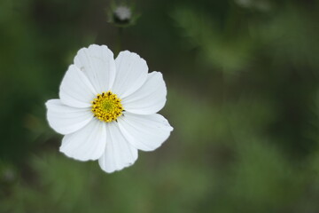 white flower in the garden