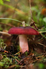 Small mushroom growing in green grass, closeup view