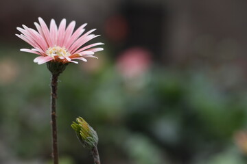 pink flower of a flower