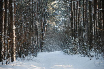 A sunny very frosty day in snow