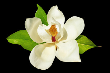 White flower of magnolia - Magnolia grandiflora -  isolated  on black background