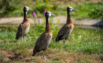 Un Dendrocygne Veuf