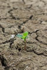 Transmission of plants to rough soils.