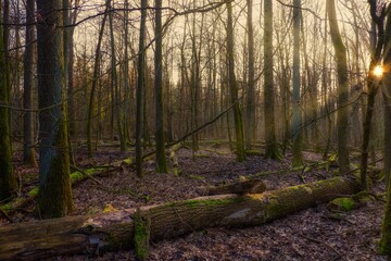 Der Wald mit umgestürzten Bäumen