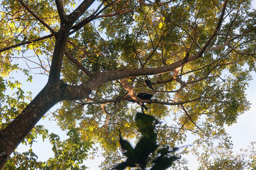 Mother a baby Mantled Howler monkey swinging in the tree tops of a forest