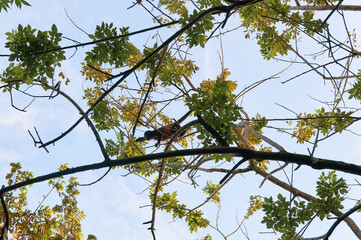 Mantled Howler monkey (Alouatta palliata) swinging in the tree tops of a forest and eating leaves