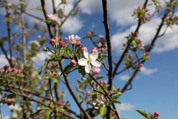 White blossom branch, Apple fruit tree in spring 