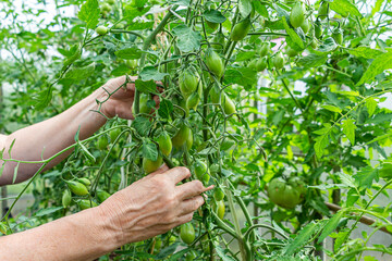 Homegrown, gardening and agriculture consept. Female farmer hand hold bunch of organic unripe green tomato in greenhouse. Natural vegetable organic food production.