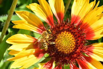 A honey bee pollinates wild flowers. The global problem of extinction of bees, Pollination of plants with insects., Soft focus, close-up macro image with blurred background.