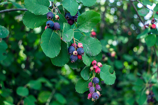 Irga (Amelanchier) is genus of plants of tribe apple (Maleae) of pink family (Rosaceae), deciduous shrub or small tree. Ripe berry on tree.