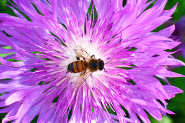 A honey bee pollinates wild flowers. The global problem of extinction of bees, Pollination of...
