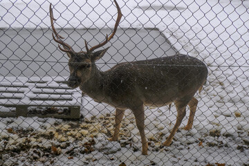 beautiful deer with huge horns behind the metal fence across winter snowy woods. Winter landscape. Christmas, holidays.